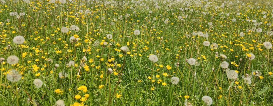 Blumenwiese